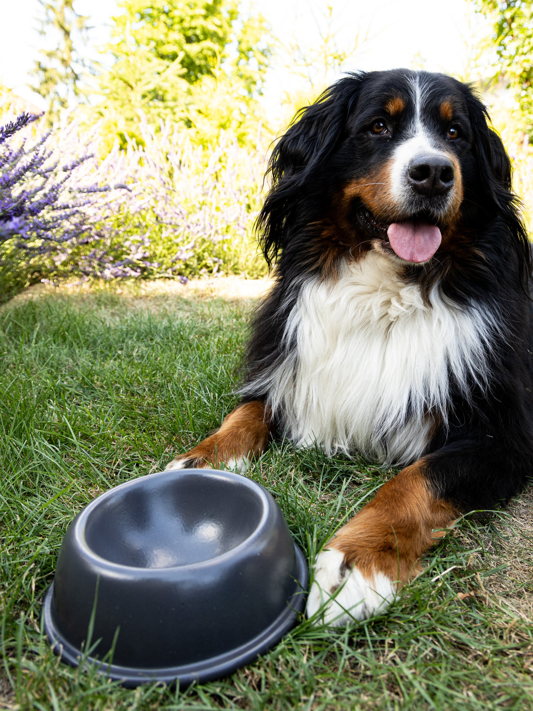 Pet Bowl Dark Grey Big